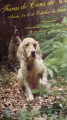 Setter Anglais JEFF DE PLAYABARRI Setter Anglais JEFF DE PLAYABARRI